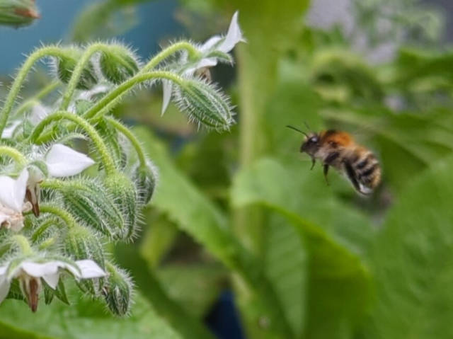 Photo : Une abeille en approche pour butiner quelques fleurs