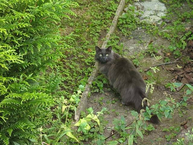 Photo : Un chat posé sur le chemin