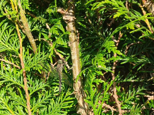 Photo : Une libellule en plein repas