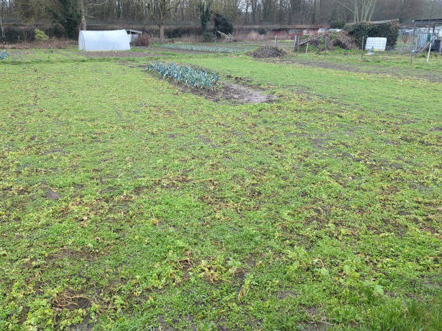 Photo : Le terrain recouvert par l'engrais vert. Vers le fond, quelques rangs de poireaux. Tout au bout et en haut à droite, d'autres parcelles