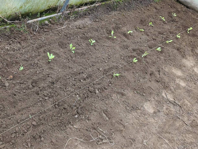 Photo : une vingtaine de plants de salades dans la serre passive